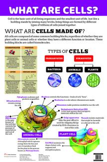 Charts What are Cells?