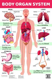 CHART BODY ORGAN SYSTEM